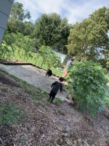 One Veteran Finds a New Beginning through Organic Gardening Image